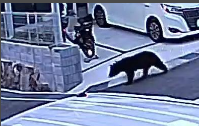 コミュニティ - クマの安全に関する議論 - クママップ
